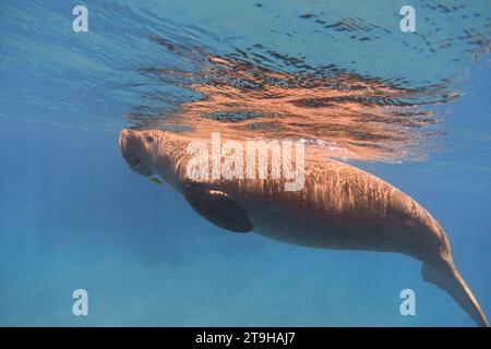 Dugong (Dugong Dugon) unter Wasser. Seekuh. Stockfoto