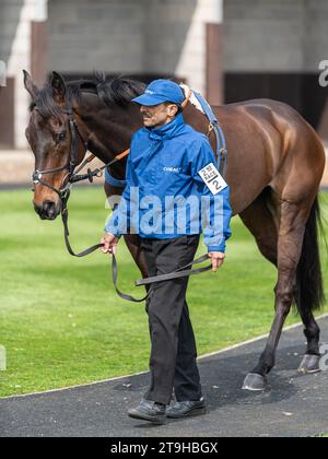 Rectory Oak, Sieger des 2. Rennens in Wincanton Stockfoto