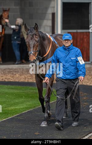 Rectory Oak, Sieger des 2. Rennens in Wincanton Stockfoto