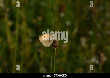 Coenonympha pamphilus Familie Nymphalidae Gattung Coenonympha kleine Heide Schmetterling wilde Natur Insektentapete, Bild, Fotografie Stockfoto