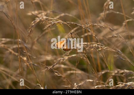 Coenonympha pamphilus Familie Nymphalidae Gattung Coenonympha kleine Heide Schmetterling wilde Natur Insektentapete, Bild, Fotografie Stockfoto