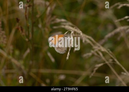 Coenonympha pamphilus Familie Nymphalidae Gattung Coenonympha kleine Heide Schmetterling wilde Natur Insektentapete, Bild, Fotografie Stockfoto