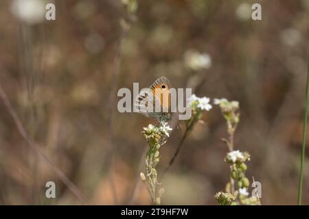 Coenonympha pamphilus Familie Nymphalidae Gattung Coenonympha kleine Heide Schmetterling wilde Natur Insektentapete, Bild, Fotografie Stockfoto