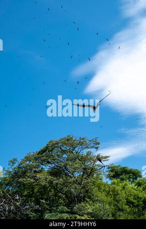 Magnificent Frigate Bird (Fregata Magnificens) oder man O' war Fliegen über den Baum und den Ozean gegen einen blauen Wolkenhimmel, aus der Familie der Seevögel Stockfoto