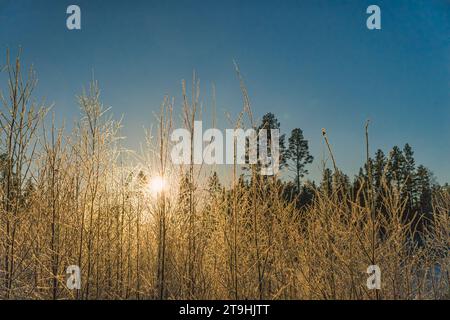 Malerischer Blick auf die warme goldene Sonne, die durch junge Birkenzweige, die von Raureif bedeckt sind, leuchtet, am frühen Wintermorgen frostiger. Blauer Himmel und Kiefern hinten Stockfoto