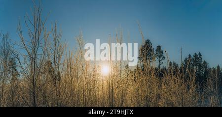 Malerisches Panorama der warmen goldenen Sonne, die durch junge Birkenzweige, die von Raureif bedeckt sind, leuchtet, am frühen Wintermorgen frostiger. Blauer Himmel und Kiefern bei Stockfoto