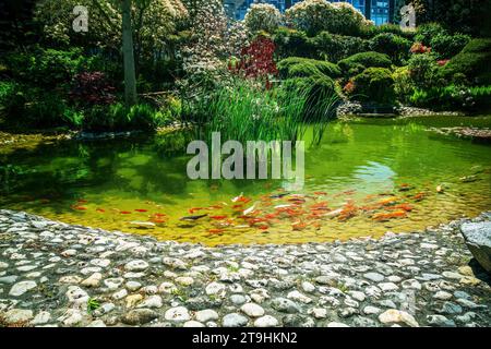 Erstaunlich mit roten KARPFENKOI im japanischen Garten (Gegenwart der japanischen Regierung) zum Büro des Bürgermeisters der Stadt Le Havre Stockfoto