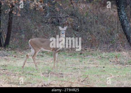 Weißschwanzhirsch, Odocoileus virginianus, junger Bock mit Verletzung von Gesicht und Auge Stockfoto