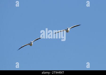American White Pelicans, Pelecanus erythrorhynchos, im Flug Stockfoto
