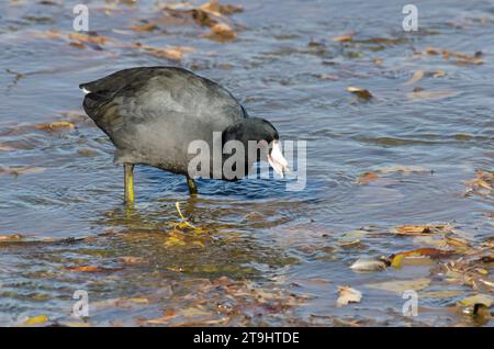 Amerikanischer Coot, Fulica americana, Nahrungssuche Stockfoto