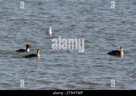 Rotbreasted Mergansers, Mergus Serrator und Bonaparte's Möwe, Chroicocephalus philadelphia Stockfoto