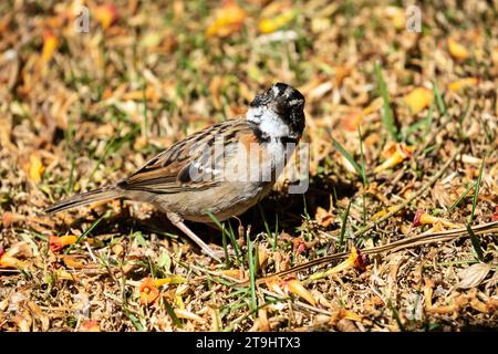Nahaufnahme eines Sperlings mit Rufous-Kragen, der auf einer Kaffeeplantage in der Provinz Chiraqui, Panama, auf der Suche nach Nahrungsmitteln ist Stockfoto