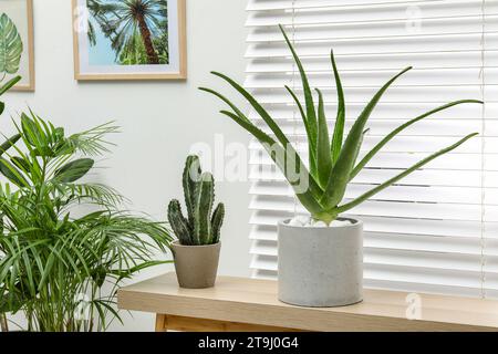 Wunderschöne Aloe Vera Pflanze im Topf auf dem Tisch drinnen Stockfoto