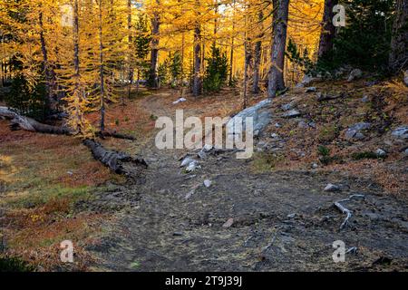 Wa23796-00...WASHINGTON - Wandern Sie durch einen Lärchenwald im Okanogan-Wenatchee National Forest. Stockfoto