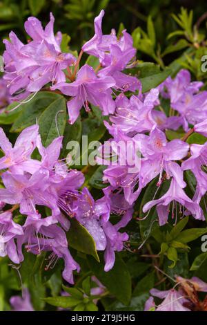 Rhododendron blüht am Ende seiner Blüte mit Regentropfen Stockfoto