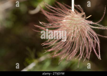 Nahaufnahme eines einzelnen Samenkörpers von Prairie Smoke (Geum triflorum), genannt Achene. Stockfoto