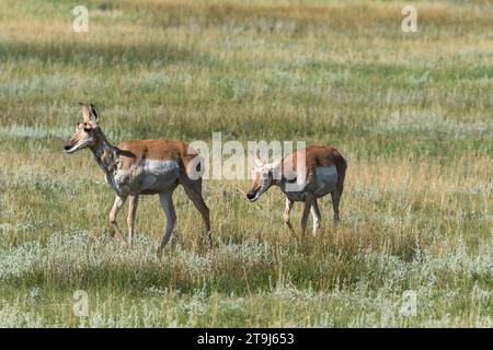 Ein Paar weiblicher Gabelstapler (Antilocapra americana) schlendern durch eine Wiese aus Gräsern und Salbei. Wildtiere, Gabeldorn, Antilopen Stockfoto