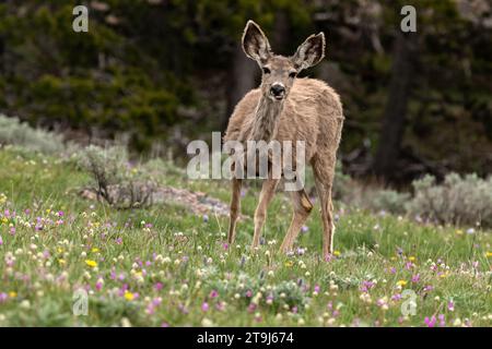 Ein Maultierhirsch (Odocoileus hemionus), der gerade dabei ist, ihren Wintermantel zu vergießen, beobachtet neugierig von einer Wiese aus Wildblumen. Wildtiere, Frühling Stockfoto