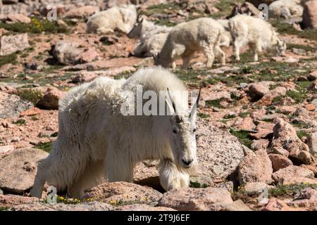 Eine Herde von Bergziegen (Oreamnos americanus) bummelt auf der undurchsichtigen Vegetation der hohen, felsigen Hänge des Mt. Evans in Colorado. Stockfoto