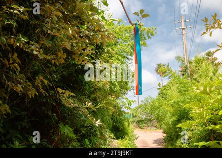 Seogwipo Jeju Olle Trail Forststraße auf der Insel Jeju, Korea Stockfoto