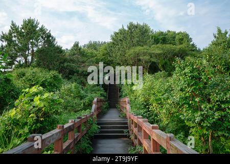 Jungmun Beritne Oreum Olle Trail grüne Forststraße auf Jeju Island, Korea Stockfoto