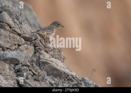 Eine Einsiedlerdrossel, Catharus guttatus, in Big Sur, Kalifornien, USA. Stockfoto