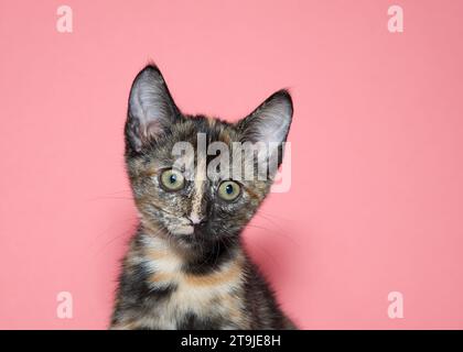 Nahaufnahme Porträt eines schwarz-orangen Schildkrötenkätzchens, das den Zuschauern leicht zusieht. Rosafarbener Hintergrund mit Kopierraum. Stockfoto