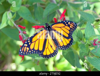 Männlicher Monarchschmetterling, wie durch Duftdrüsen auf vollständig ausgestreckten Flügeln, die auf Ananassalbeiblüten ruhen, belegt. Stockfoto
