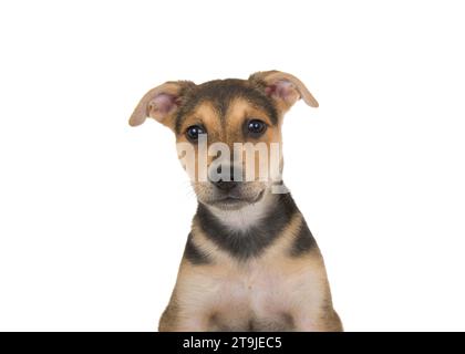 Porträt eines niedlichen Hündchens aus schwarz-braun-braunem Schäferhund, der direkt auf den Betrachter blickt. Isoliert auf weißem Hintergrund. Stockfoto