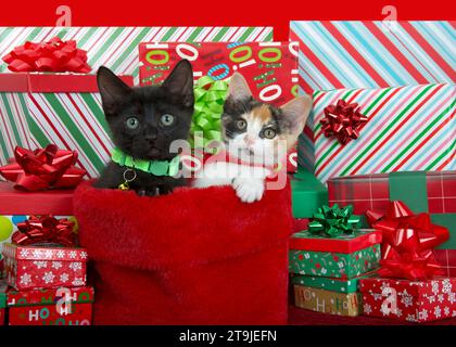 Dreifarbiges Calico-Kätzchen und schwarzes Kätzchen mit leuchtend grünen und roten Kragen, die aus dem Weihnachtsstrumpf ragen, umgeben von farbenfrohen Weihnachtsleuten Stockfoto