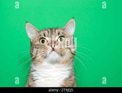 Nahaufnahme des Profilportraits einer braunen und weißen Tabbykatze, die über dem Betrachter aufblickt. Grüner Hintergrund mit Kopierraum. Stockfoto