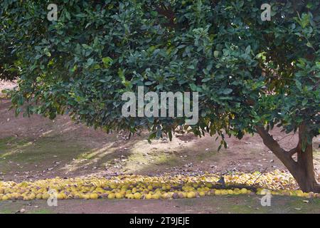 Carrizo Citrange Trifoliate Hybrid Frucht, vom Baum gefallen, verrottet auf dem Boden. Stockfoto