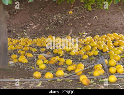 Carrizo Citrange Trifoliate Hybrid Frucht, vom Baum gefallen, verrottet auf dem Boden. Stockfoto