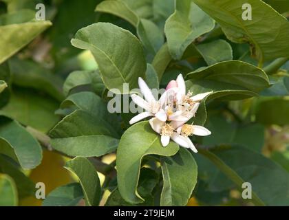 Eine beschäftigte Biene sammelt Pollen von Buddahs Hand Zitrusblüten, die auf dem Baum blühen Stockfoto