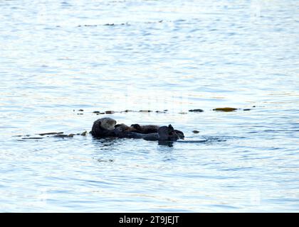 Weibliche California Sea Otter pflegen Babyotter in flachen Meeresgewässern nahe der Küste, halten das Baby mit dem Gesicht zu ihrem, schwimmen im Wasser. Stockfoto