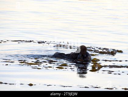 Weibliche California Sea Otter pflegen Babyotter in flachen Meeresgewässern nahe der Küste, Baby liegt auf ihrem Bauch. Schwebend mit Seetang umwickelt Stockfoto