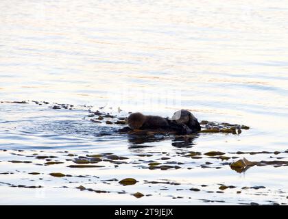 Weibliche California Sea Otter pflegen Babyotter in flachen Meeresgewässern nahe der Küste, Baby liegt auf ihrem Bauch. Schwebend mit Seetang umwickelt Stockfoto