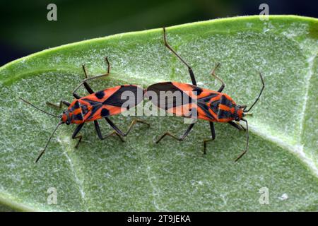 Ein Paar Darth Maul Bug paart sich auf grünem Blatt. Surakarta, Indonesien. Stockfoto