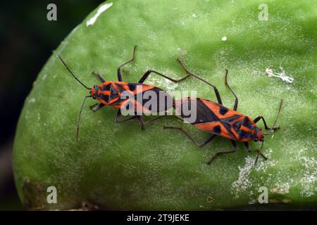 Ein Paar Darth Maul Bug paart sich auf Calothropis Samenkapsel. Surakarta, Indonesien. Stockfoto