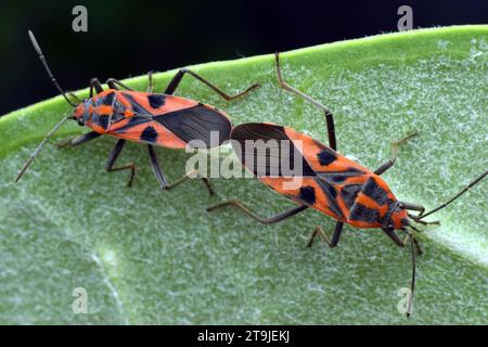 Ein Paar Darth Maul Bug paart sich auf grünem Blatt. Surakarta, Indonesien. Stockfoto