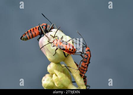 Eine Gruppe von Darth Maul-Käfern, die sich von Calothropis-Blütenknospen ernähren. Surakarta, Indonesien. Stockfoto