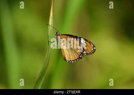 Afrikanischer Monarchschmetterling auf Gras vor unscharfem Hintergrund. Stockfoto