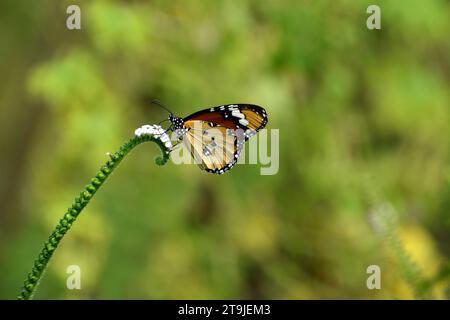 Afrikanischer Monarch-Schmetterling auf Heliothrope-Pflanze. Stockfoto