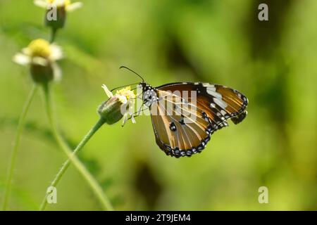 Afrikanischer Monarch-Schmetterling auf einer kleinen Blume. Stockfoto