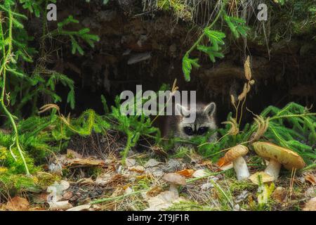 Kleiner Waschbär in einem Loch unter den Wurzeln eines Baumes Stockfoto