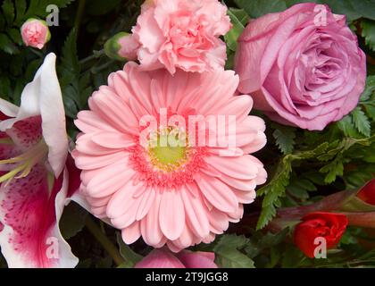 Nahaufnahme einer wunderschönen rosa Gerbera Gänseblümchenblume in einem Strauß von Rosen, Nelken und Orchideen. Stockfoto