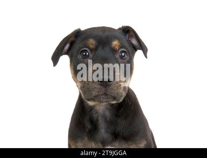 Nahaufnahme eines schwarz-braunen Staffordshire Terrier Welpen, isoliert auf weiß. Blick direkt auf den Betrachter. Stockfoto