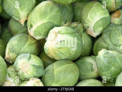 Nahaufnahme eines Haufens von rosenkohl, frisch vom Feld geerntet. Rosenkohl ist in der gleichen Art wie Brokkoli, Kohl, Kohl, Kohl und Kohl Stockfoto