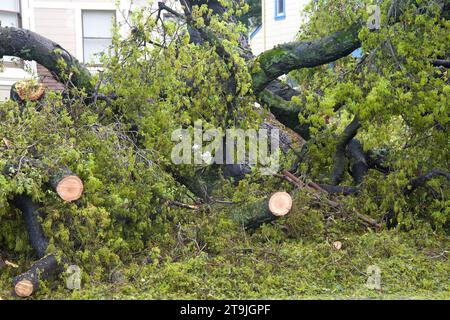 Sturmschäden nach 70 km/h Wind mit Regen trafen die Bay Area über Nacht in Kalifornien. Äste gebrochen, abgeschnitten, um sie von der Straße zu entfernen und zur Reinigung links zu lassen Stockfoto