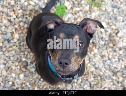 Nahaufnahme eines schwarz-braunen Hündchens des amerikanischen Staffordshire Terrier von oben. Blick direkt auf den Betrachter, Ohren und Kopf Stockfoto